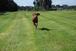 This is Athos, the Hungarian Vizlsa. You'll be seeing lots of him!