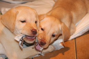 Yellow_Labrador_puppies_(4165737325)