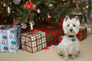 Wee Westie Christmas 2007