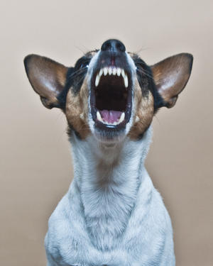 Rat Terrier Showing Teeth